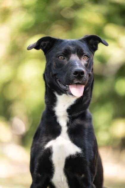 Enlarge Diya, a Adoptable Mixed Breed in Lowell, MA image 2/3