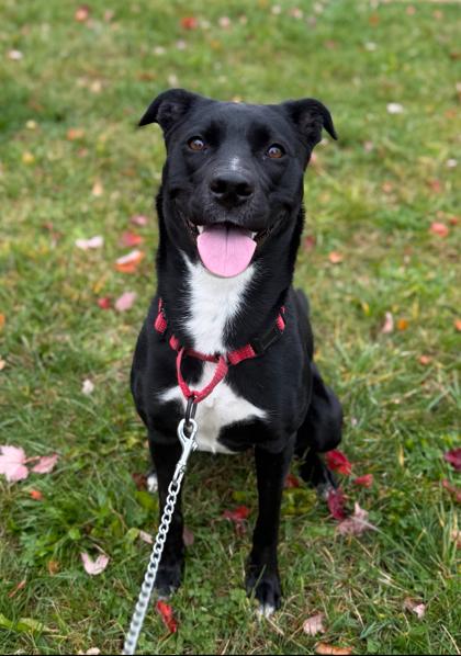 Enlarge Diya, a Adoptable Mixed Breed in Lowell, MA image 1/3