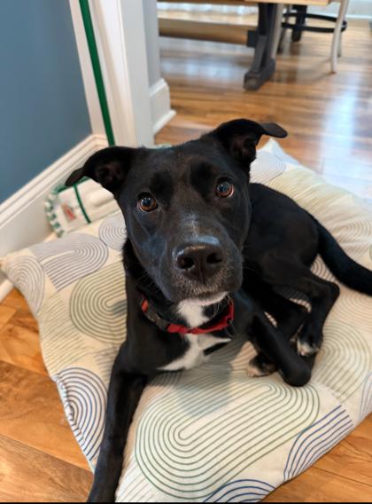 Enlarge Diya, a Adoptable Mixed Breed in Lowell, MA image 3/3