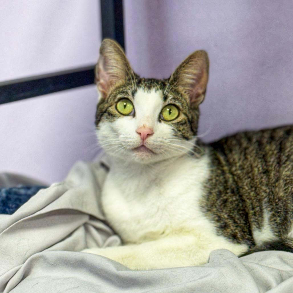 Ripley, Adoptable, Young Female Domestic Short Hair.