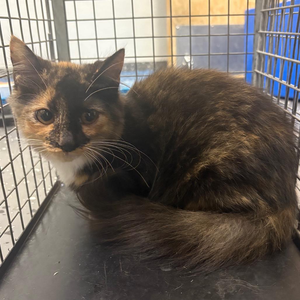 Enlarge Feral Old Bay, a Adoptable Domestic Long Hair in Columbiana, AL image 1/1