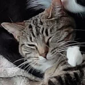 Hope, Adoptable, Adult Female Domestic Short Hair.