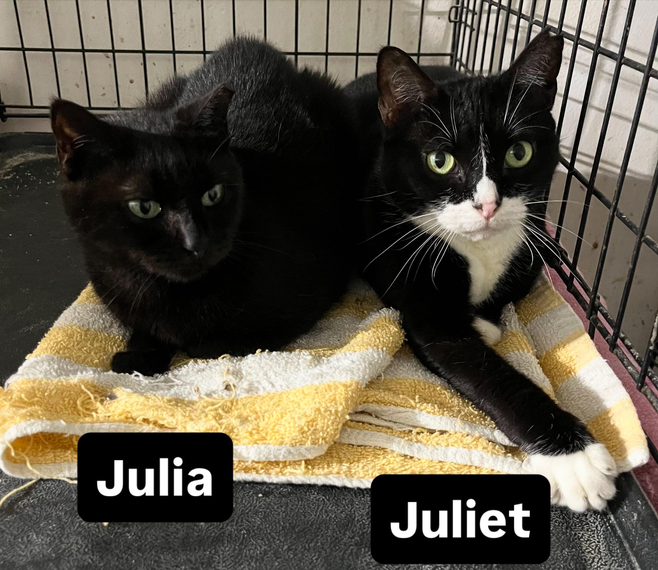 Enlarge Julia and Juliette (Bonded Sisters), a Adoptable Domestic Short Hair in Parkland, FL image 1/4