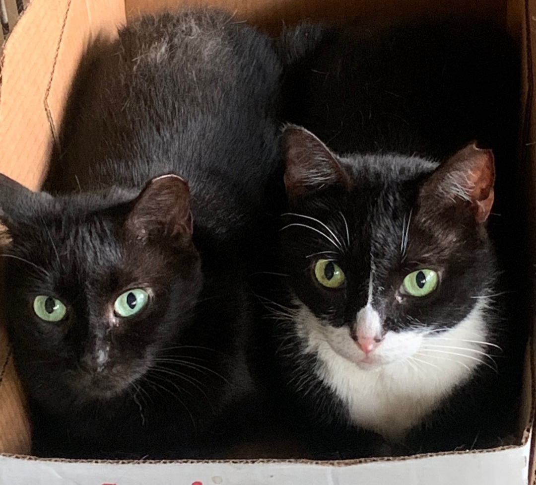 Julia and Juliette (Bonded Sisters), a Adoptable Domestic Short Hair in Parkland, FL image 1/4