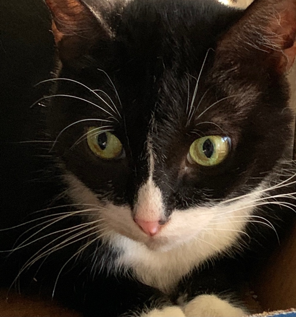 Julia and Juliette (Bonded Sisters), a Adoptable Domestic Short Hair in Parkland, FL image 2/4