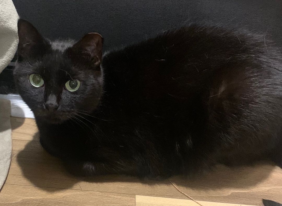 Julia and Juliette (Bonded Sisters), a Adoptable Domestic Short Hair in Parkland, FL image 3/4