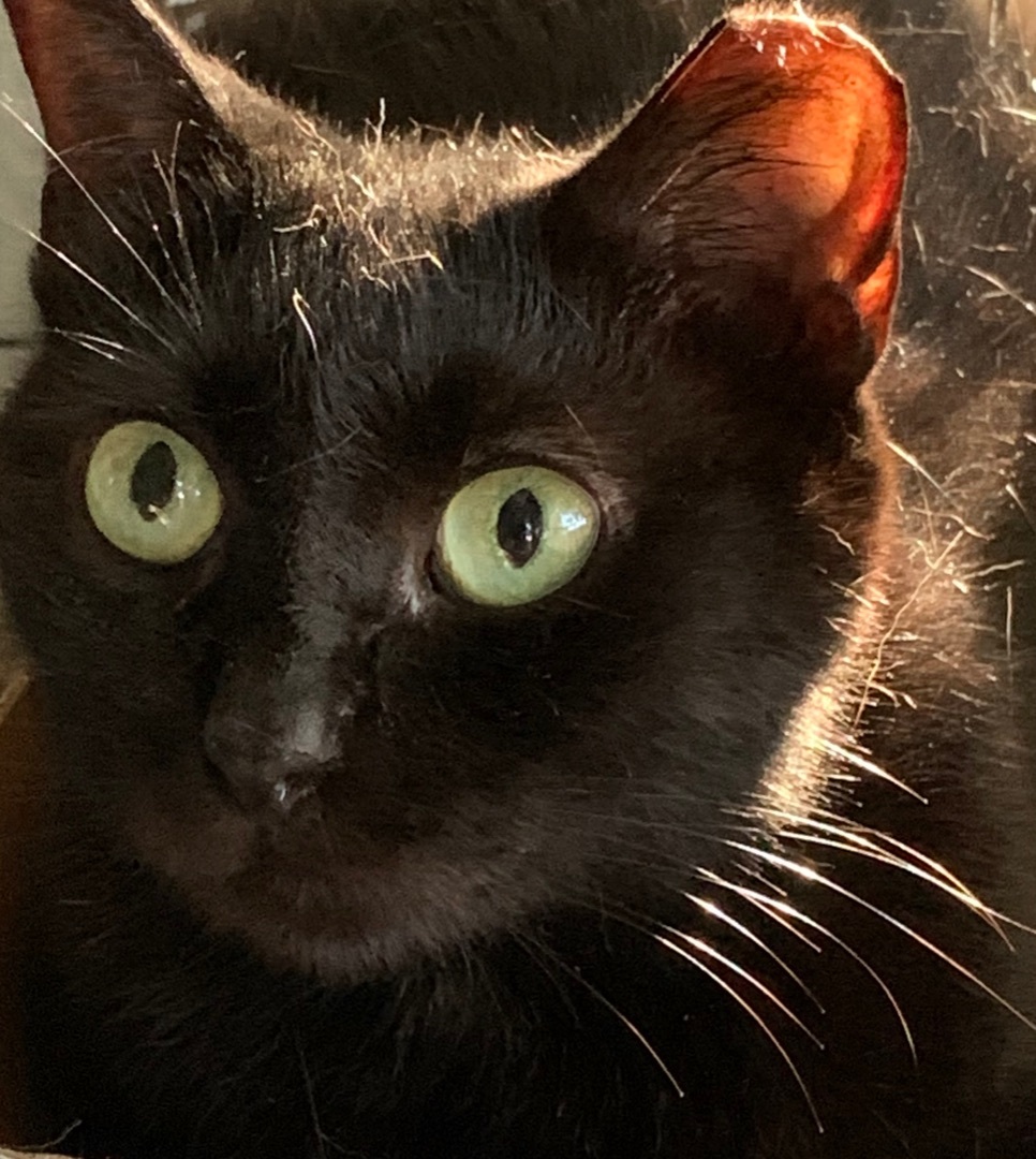 Julia and Juliette (Bonded Sisters), a Adoptable Domestic Short Hair in Parkland, FL image 4/4