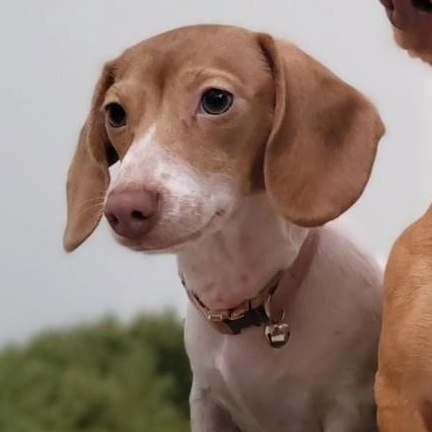 Freckles, a Adoptable Dachshund in Portland, OR image 1/3