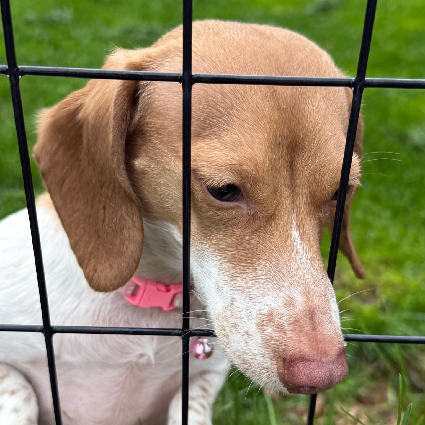 Freckles, a Adoptable Dachshund in Portland, OR image 2/3