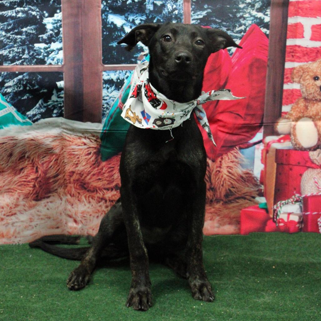 Enlarge Do-Si-Do, a Adoptable Mixed Breed in Graham, TX image 1/6