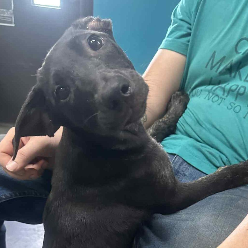 Do-Si-Do, a Adoptable Mixed Breed in Graham, TX image 2/6