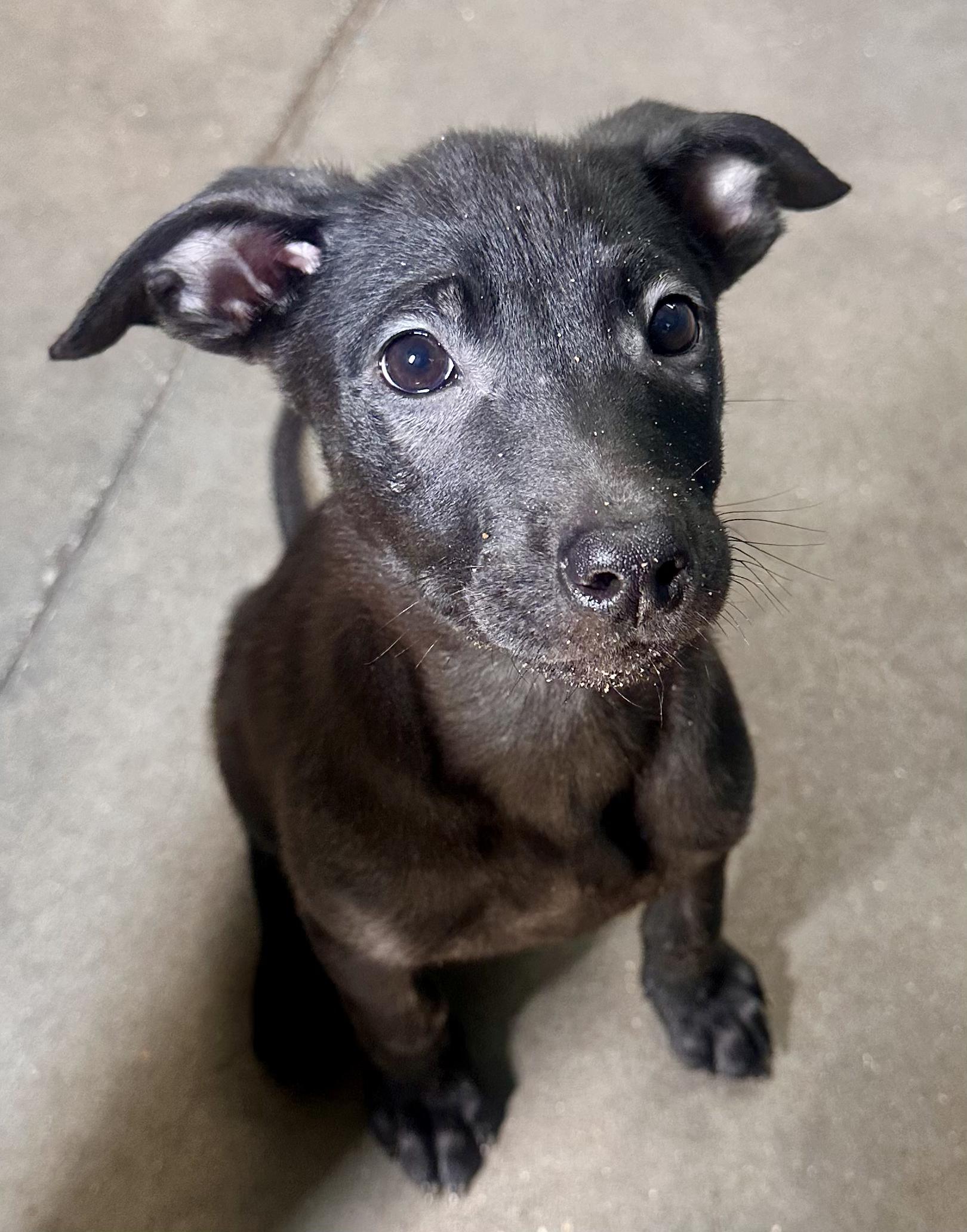 Do-Si-Do, a Adoptable Mixed Breed in Graham, TX image 4/6