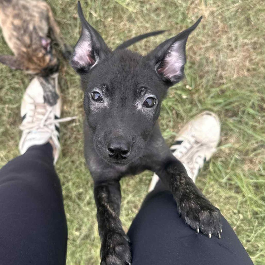 Do-Si-Do — thumbnail 3