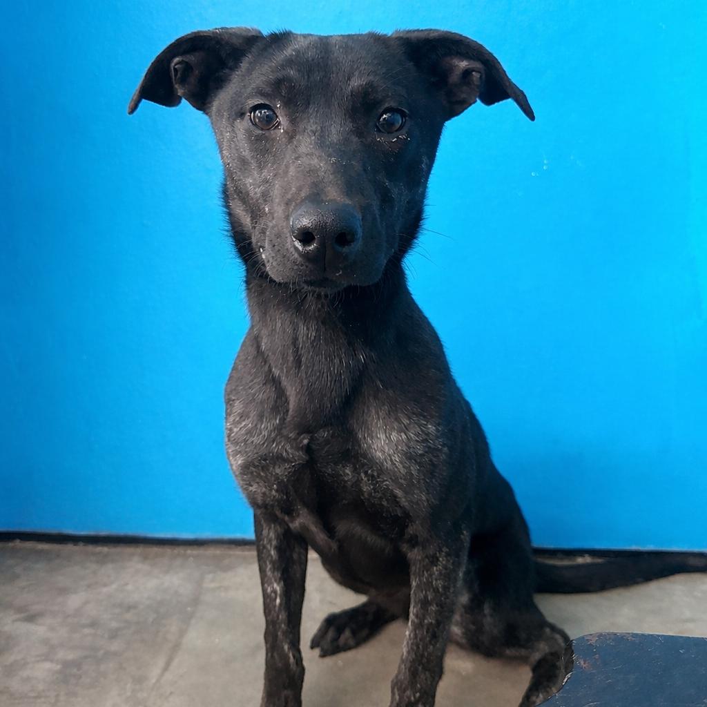 Enlarge Do-Si-Do, a Adoptable mixed breed in Graham, TX image 2/6