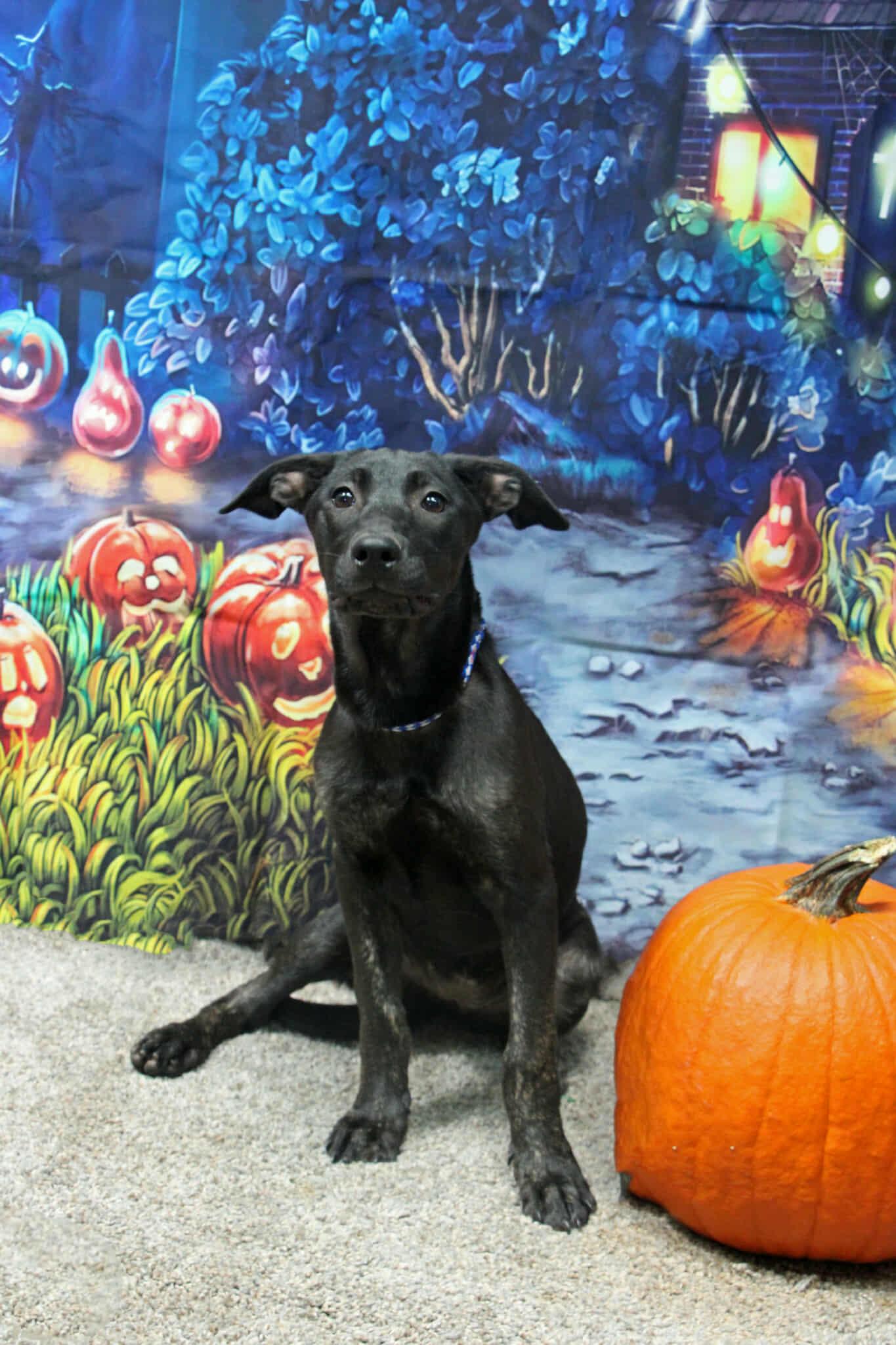 Do-Si-Do, a Adoptable Mixed Breed in Graham, TX image 1/6