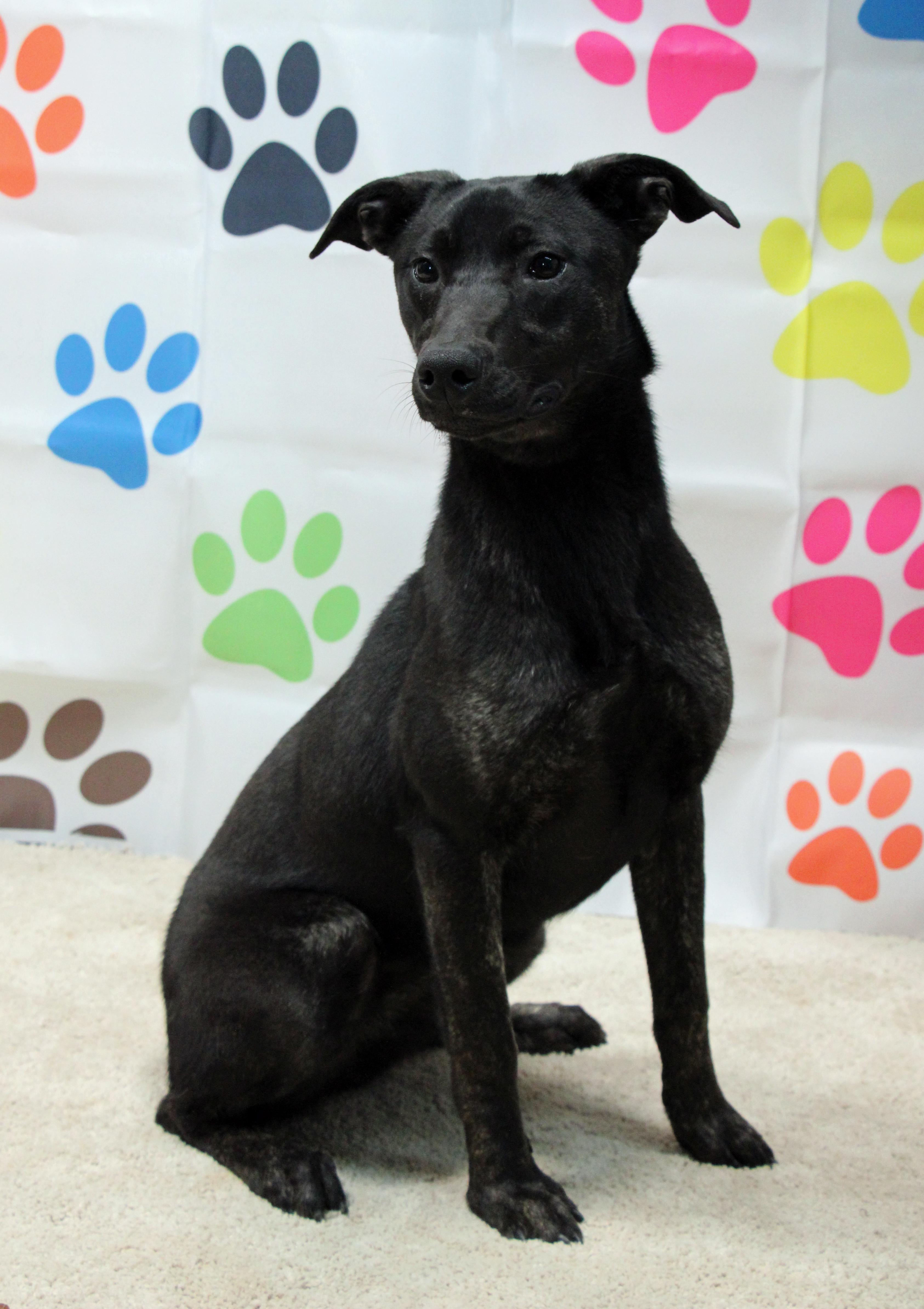 Enlarge Do-Si-Do, a Adoptable mixed breed in Graham, TX image 1/6