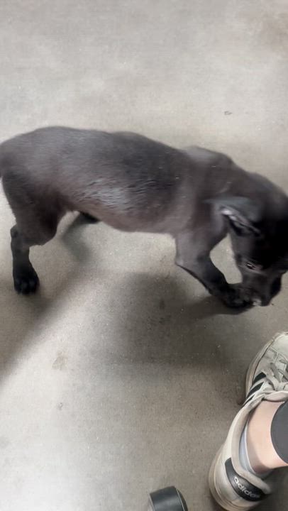 Enlarge Do-Si-Do, a Adoptable Mixed Breed in Graham, TX video 5/6