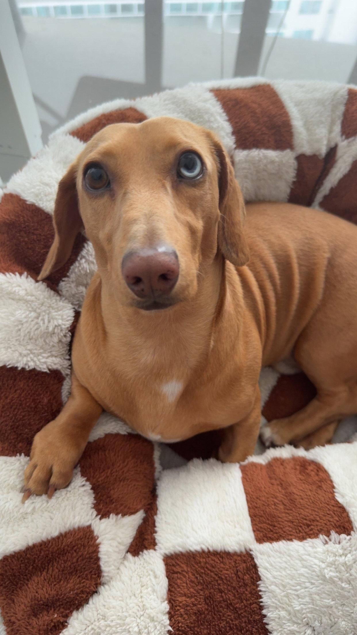 Bowi, Adopted, Adult Male Dachshund.