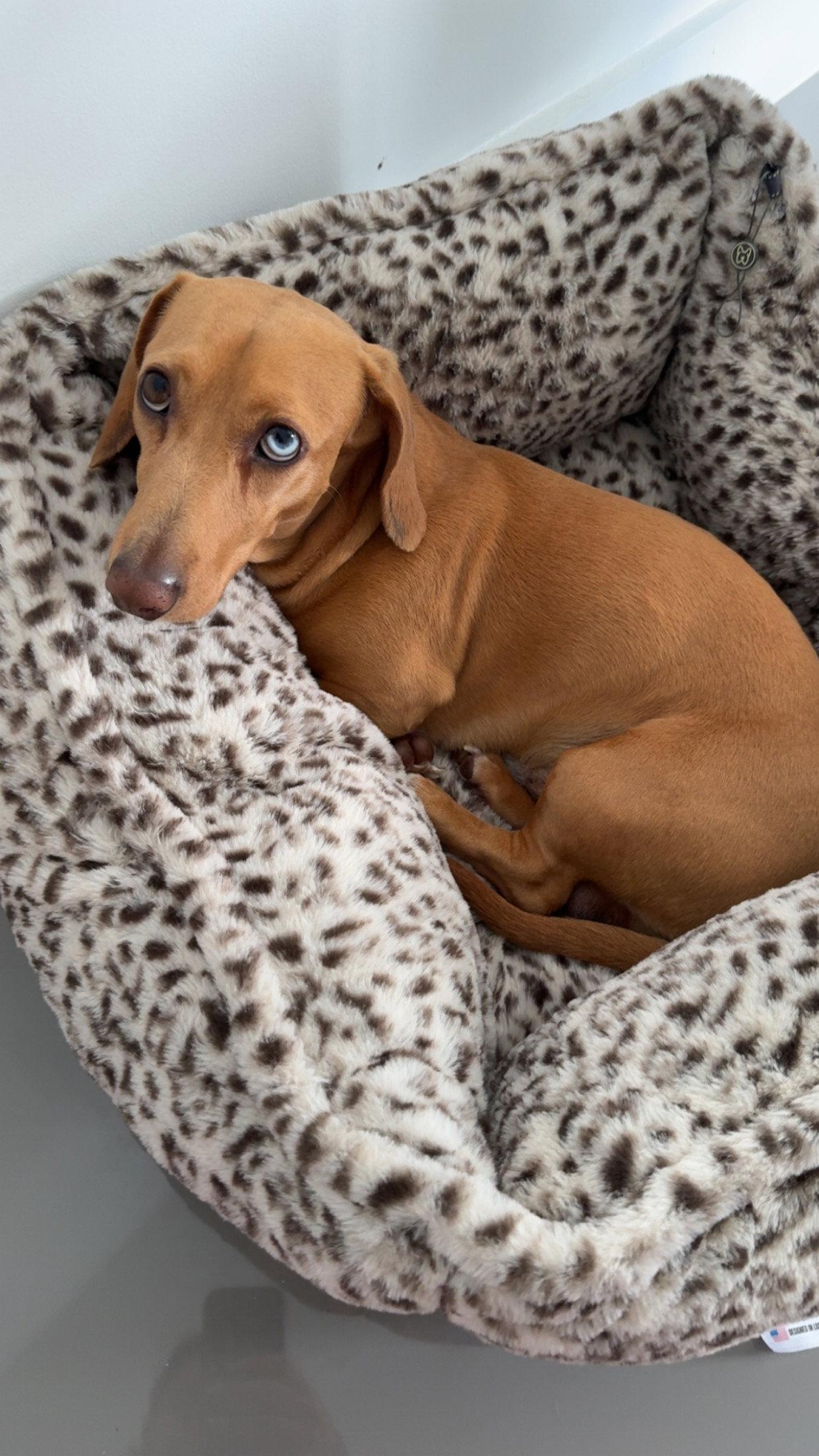 Bowi, a Adopted Dachshund in West Columbia, SC image 3/3