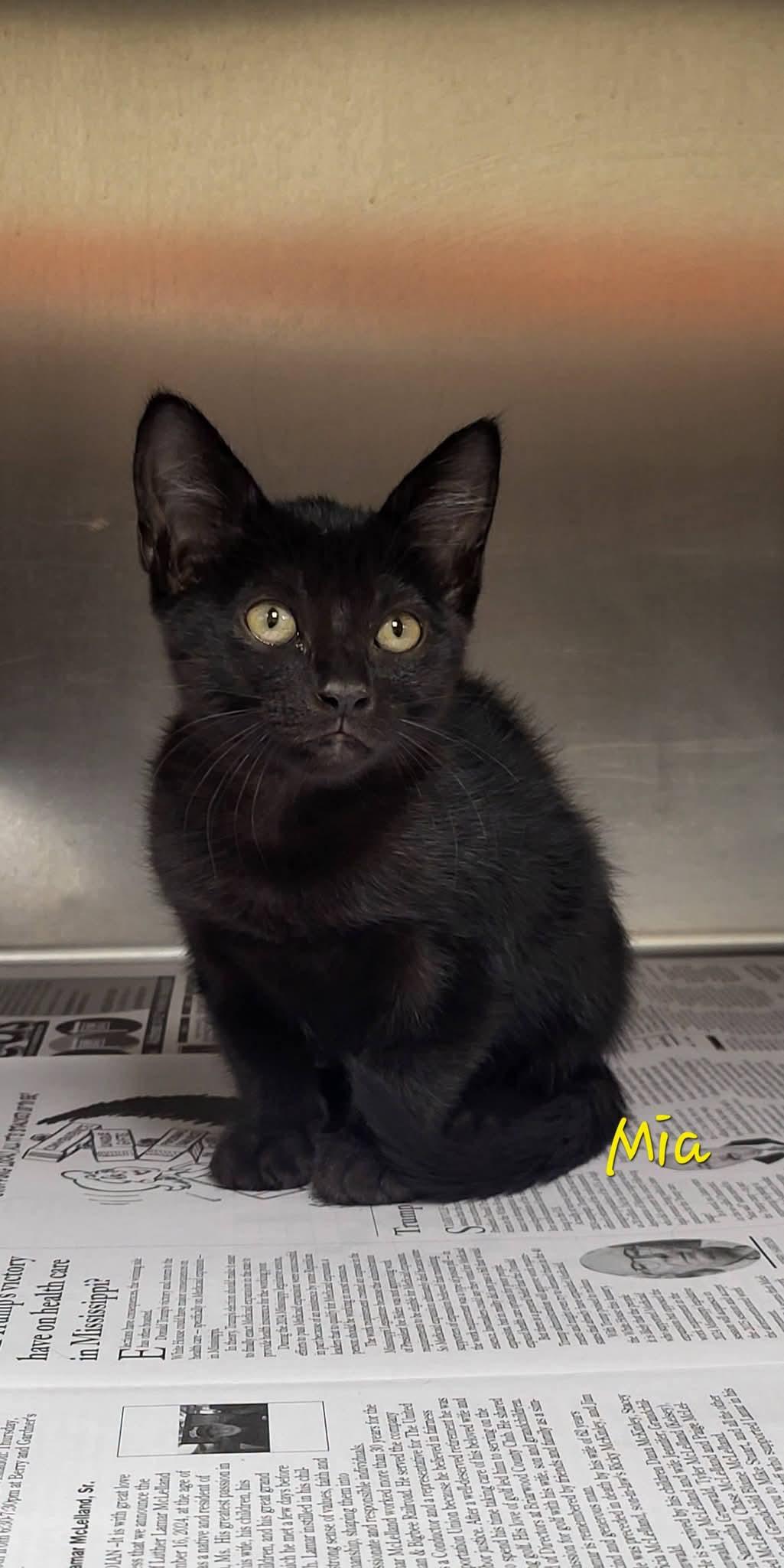 Enlarge Mia, a Adopted Domestic Short Hair in Meridian , MS image 1/1