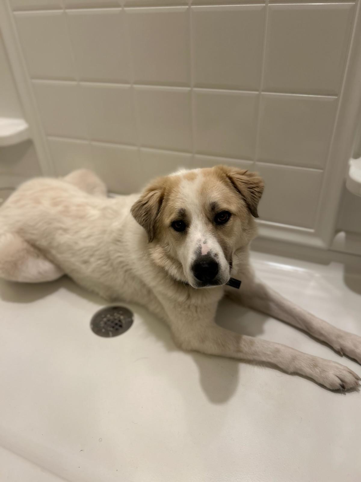 Dog for adoption - Hope, a Great Pyrenees in Wilmington, NC | Petfinder