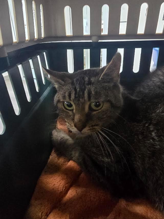 Jasmine, Adoptable, Young Female Domestic Short Hair.