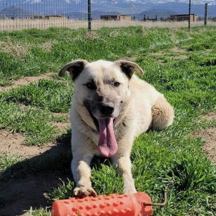 Floyd, a Adoptable mixed breed in Yreka, CA image 2/3