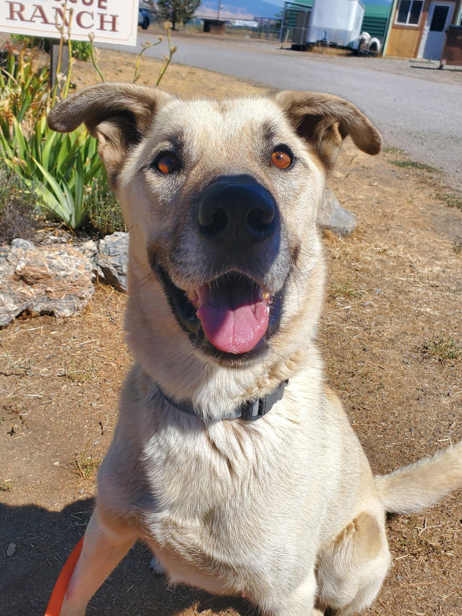 Floyd, a Adoptable mixed breed in Yreka, CA image 3/3