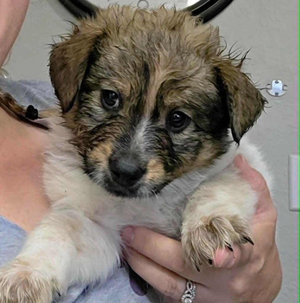 Enlarge Penn, a Adoptable Mixed Breed in Mesa, AZ image 1/1