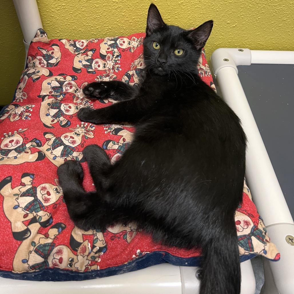 Enlarge Java, a Adoptable Domestic Short Hair in Pittsburgh, PA image 2/2