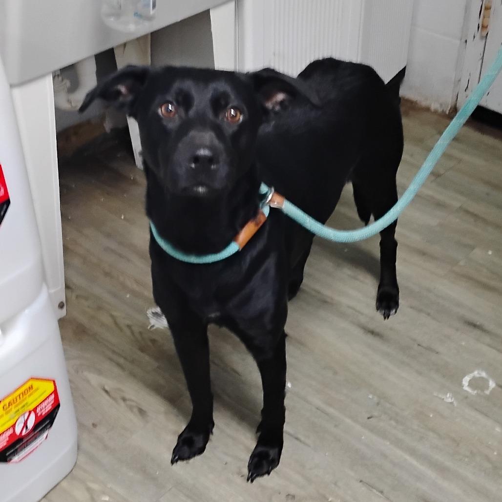 Enlarge Wendall @ Foster, a Adoptable Mixed Breed in Summerville, SC image 1/6