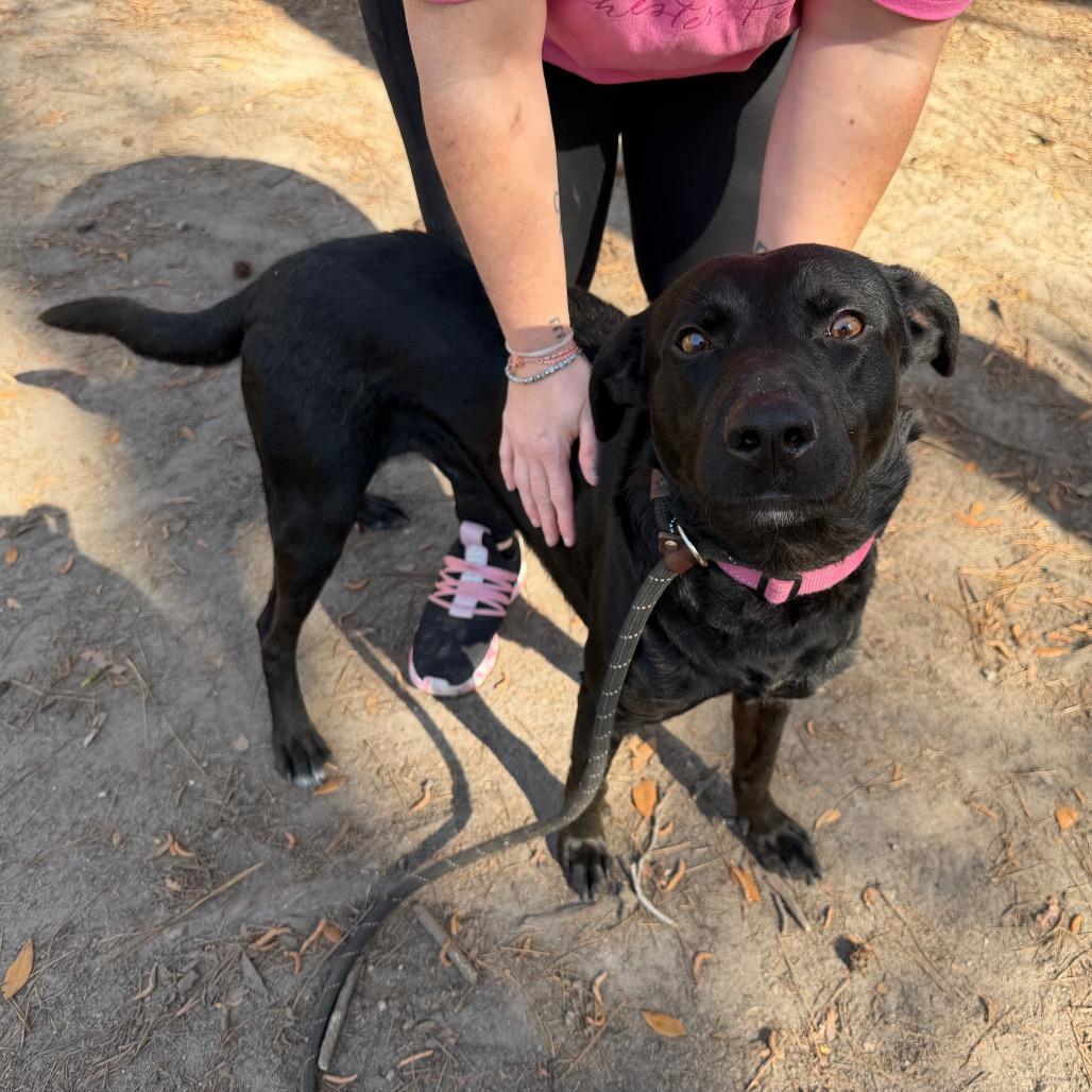 Enlarge Wendall @ Foster, a Adoptable Mixed Breed in Summerville, SC image 2/6