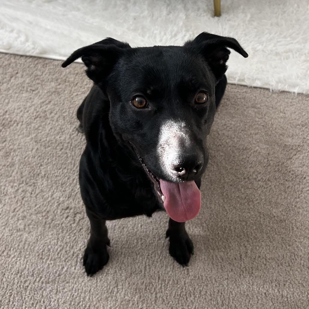 Enlarge Wendall @ Foster, a Adoptable Mixed Breed in Summerville, SC image 3/6