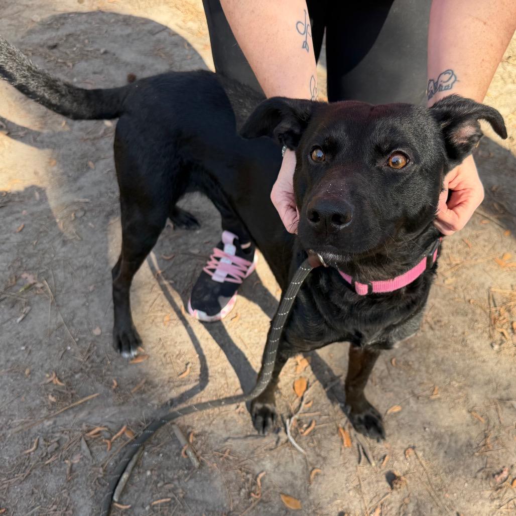 Enlarge Wendall @ Foster, a Adoptable Mixed Breed in Summerville, SC image 4/6