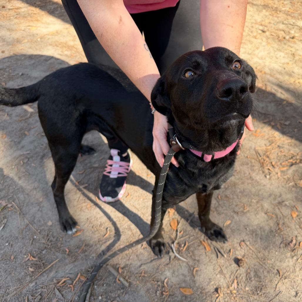 Enlarge Wendall @ Foster, a Adoptable Mixed Breed in Summerville, SC image 5/6