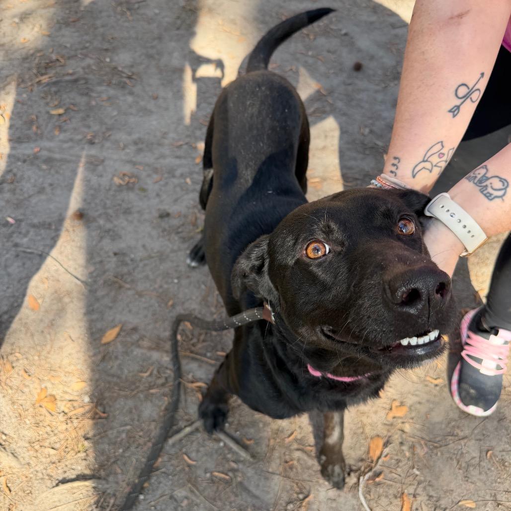 Enlarge Wendall @ Foster, a Adoptable Mixed Breed in Summerville, SC image 6/6