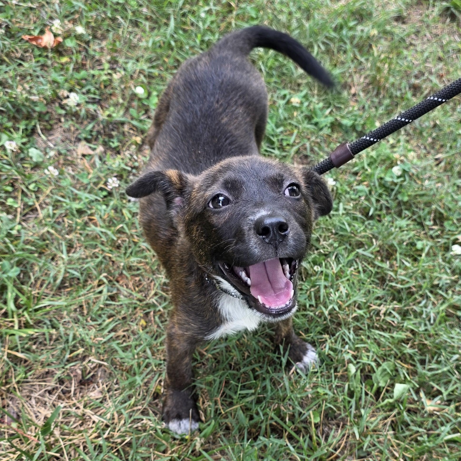 Cloudy, a Adoptable Mixed Breed in Greensboro, NC image 4/6