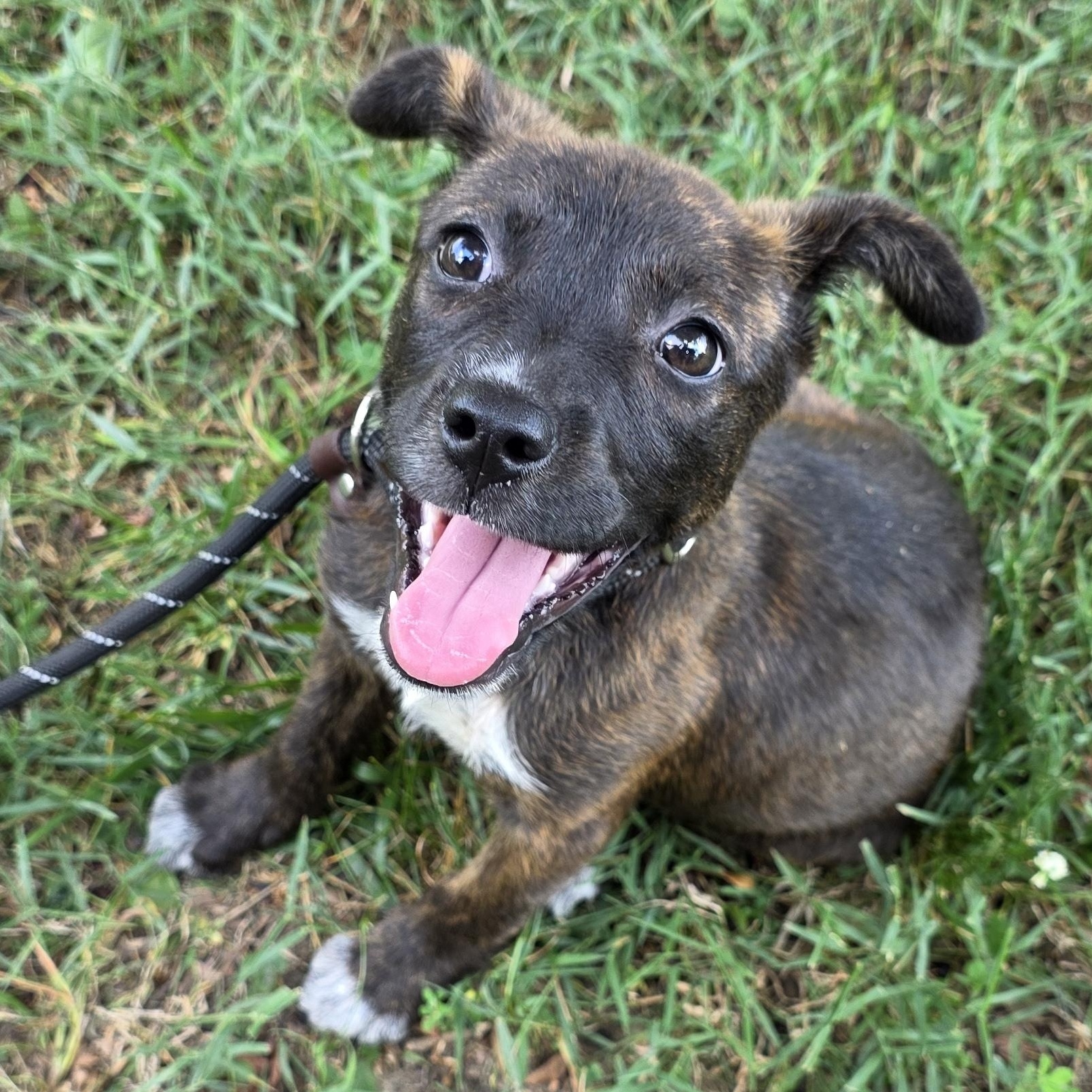 Cloudy, Adoptable, Young Female Mixed Breed.