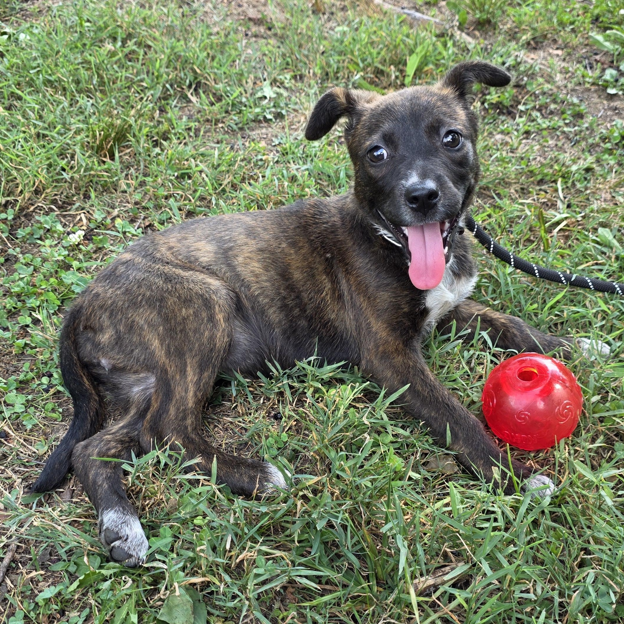 Cloudy, a Adoptable Mixed Breed in Greensboro, NC image 3/6