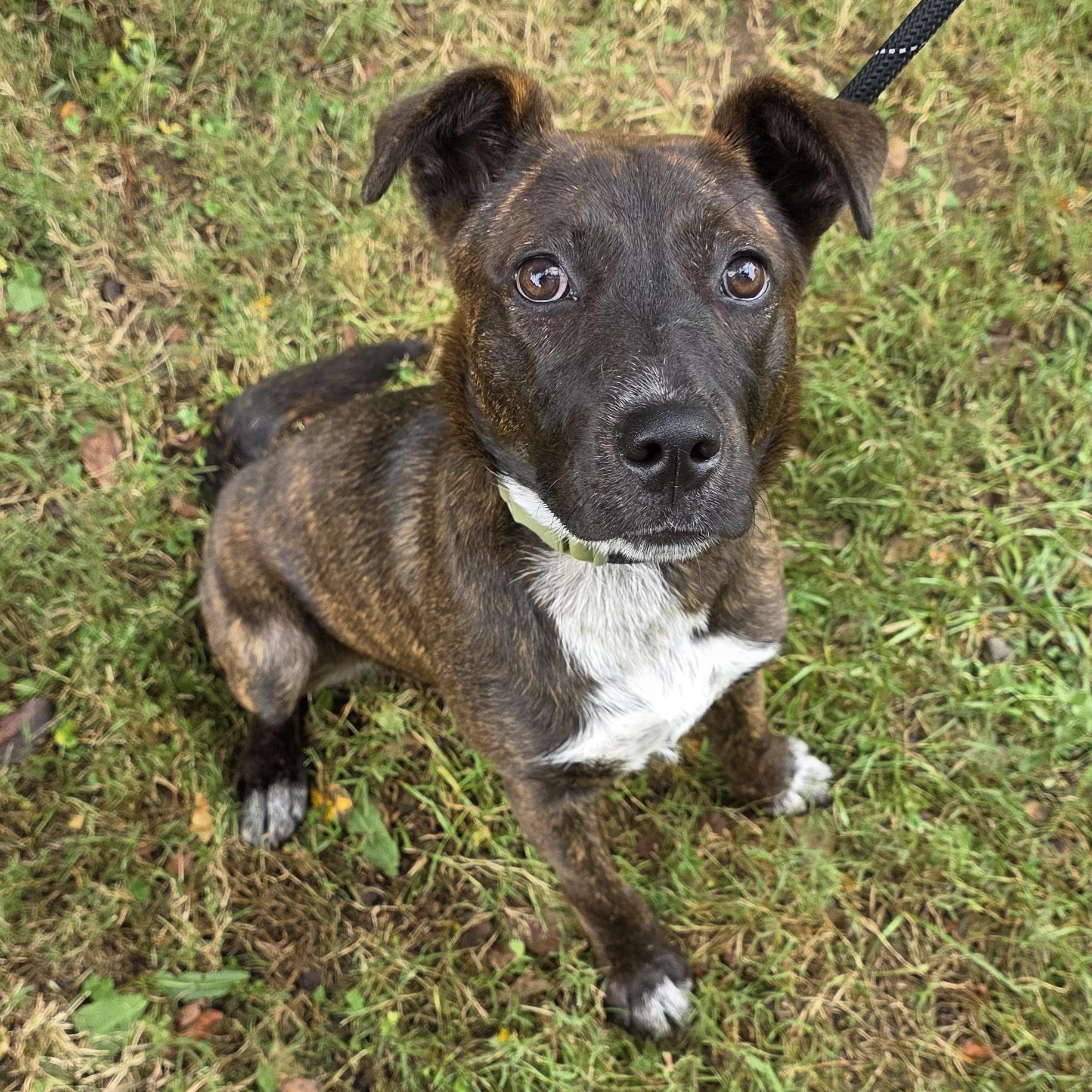Cloud, Adoptable, Young Female Mixed Breed.
