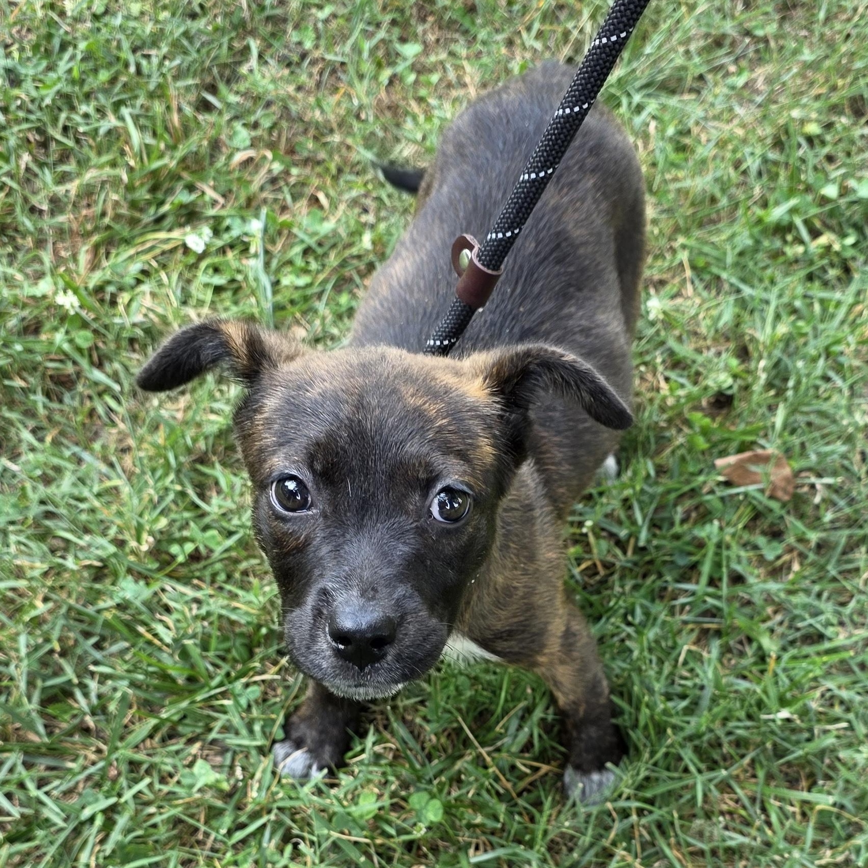 Cloudy, a Adoptable Mixed Breed in Greensboro, NC image 5/6