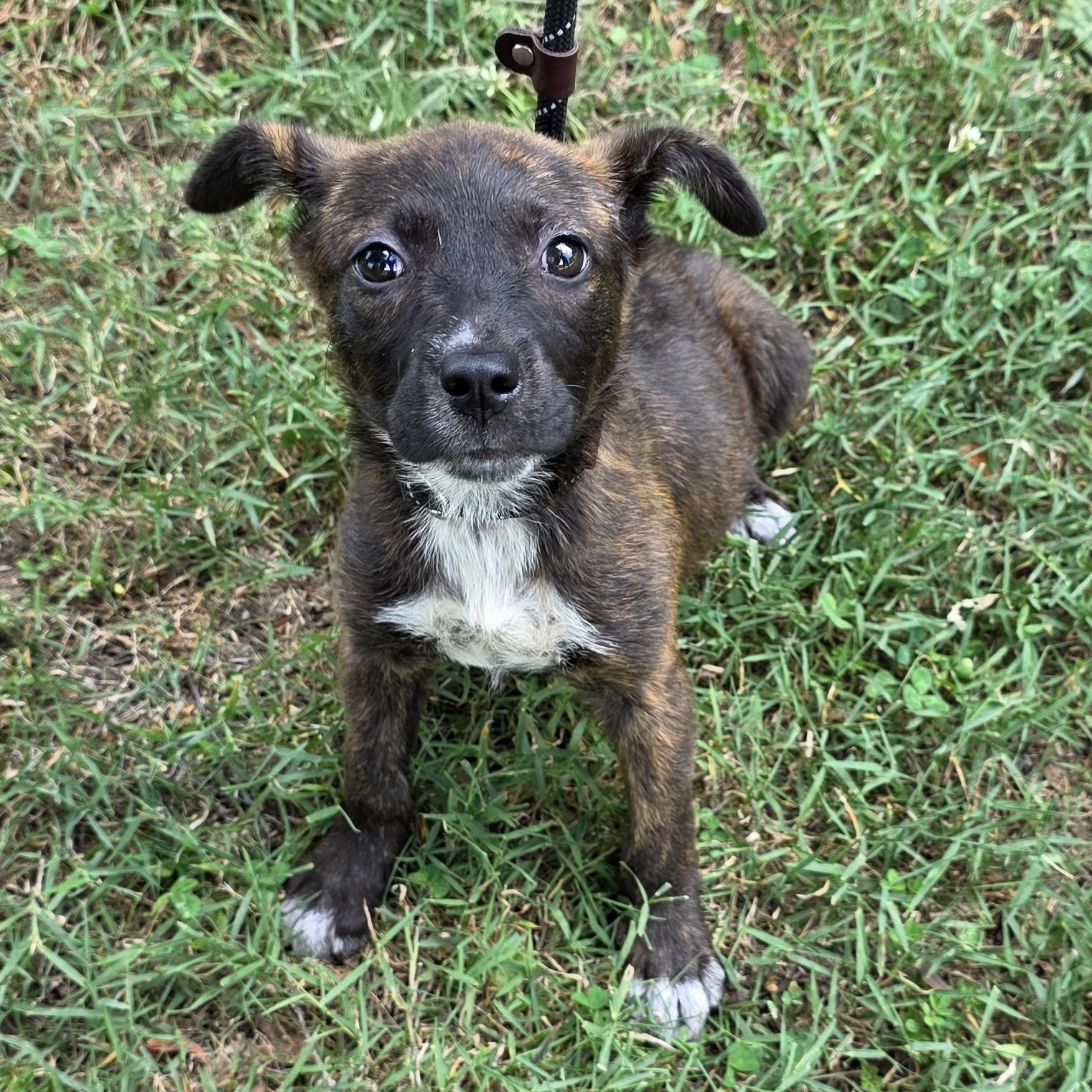 Cloudy, a Adoptable Mixed Breed in Greensboro, NC image 2/6