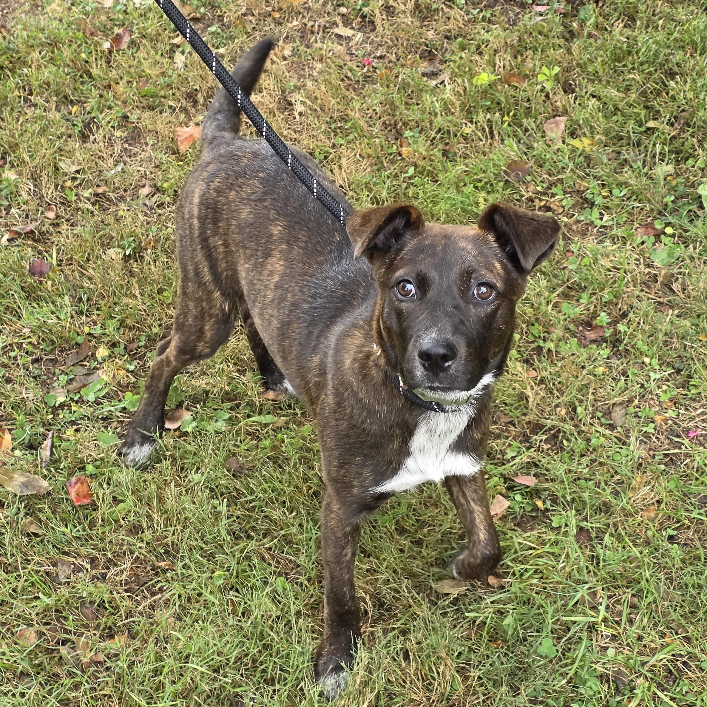 Enlarge Cloud, a Adoptable Mixed Breed in Greensboro, NC image 3/6