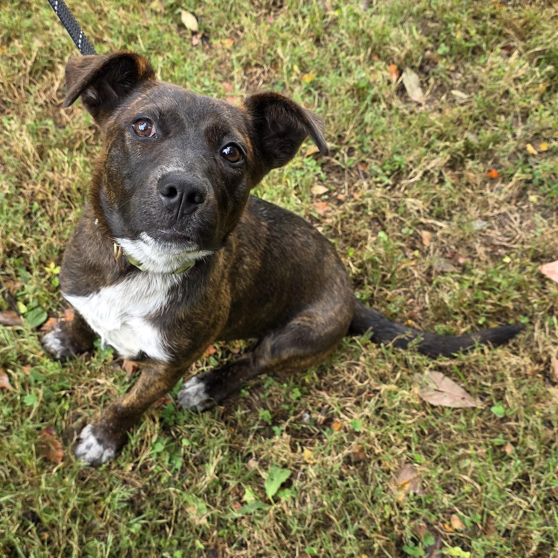 Enlarge Cloud, a Adoptable Mixed Breed in Greensboro, NC image 5/6