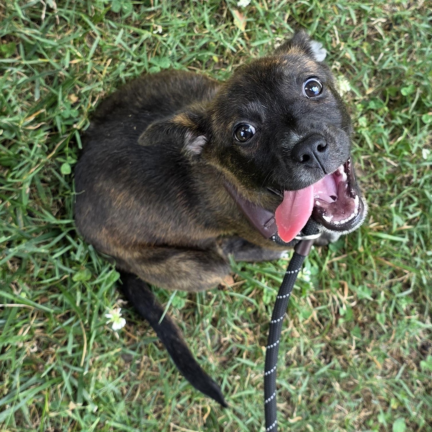Cloudy, a Adoptable Mixed Breed in Greensboro, NC image 6/6