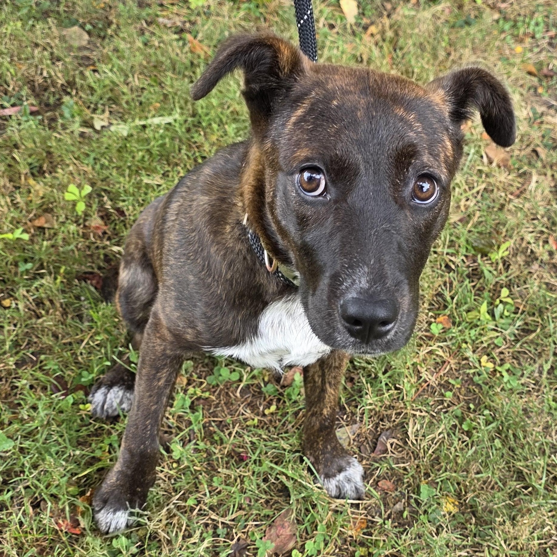 Enlarge Cloud, a Adoptable Mixed Breed in Greensboro, NC image 4/6