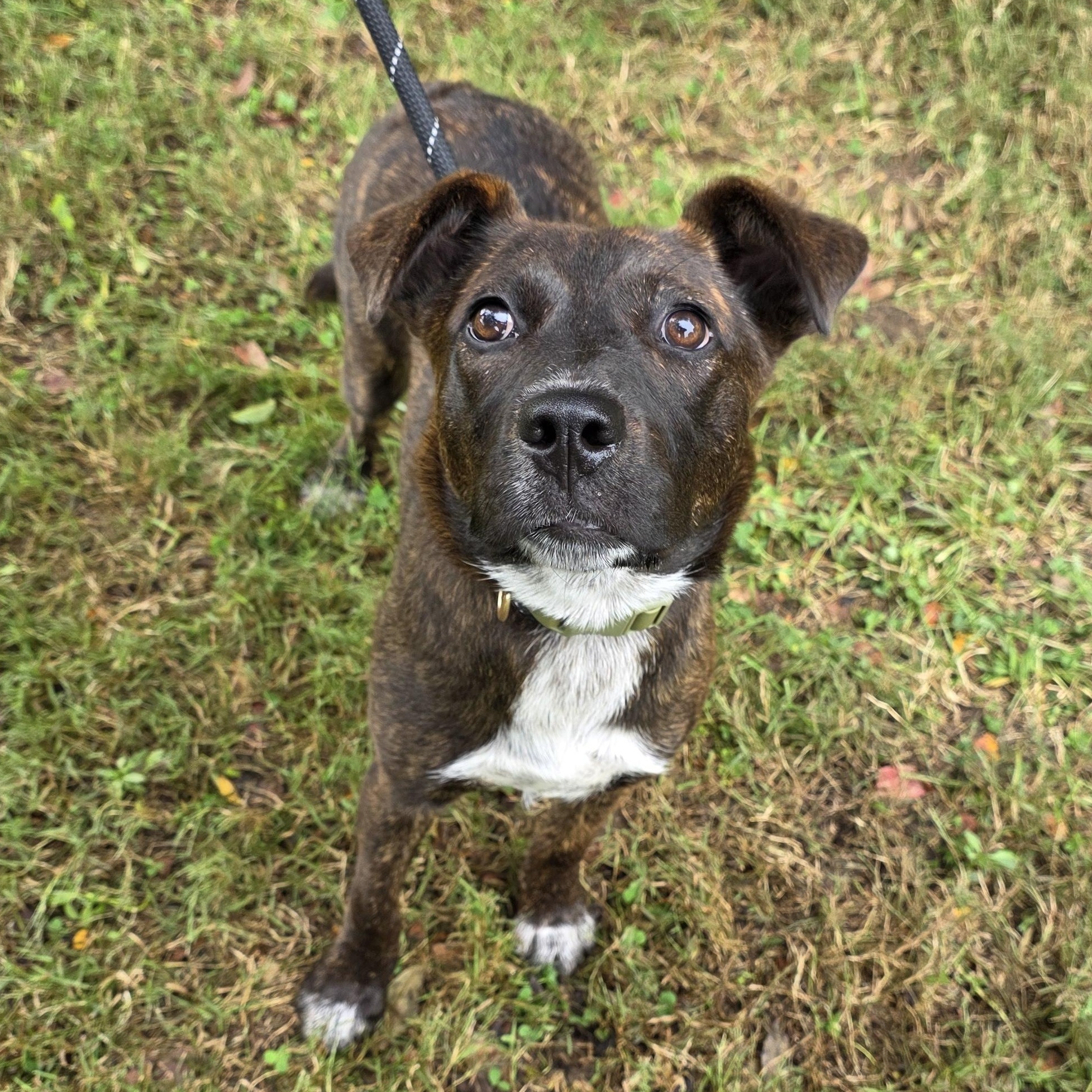 Enlarge Cloud, a Adoptable Mixed Breed in Greensboro, NC image 2/6