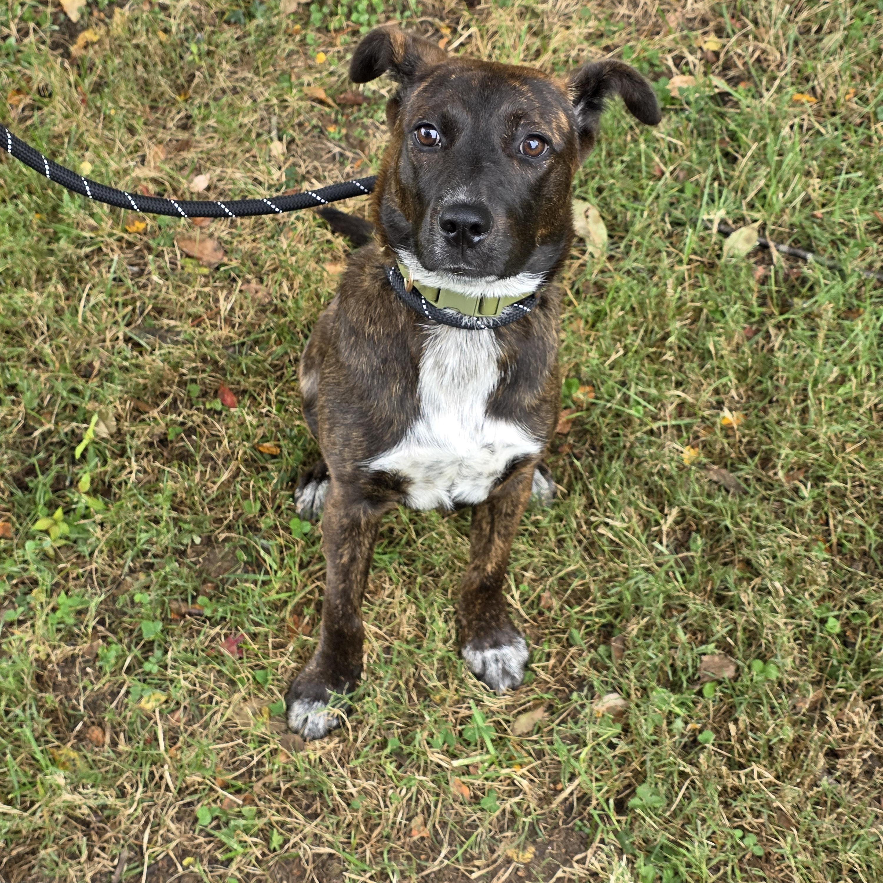 Enlarge Cloud, a Adoptable Mixed Breed in Greensboro, NC image 6/6