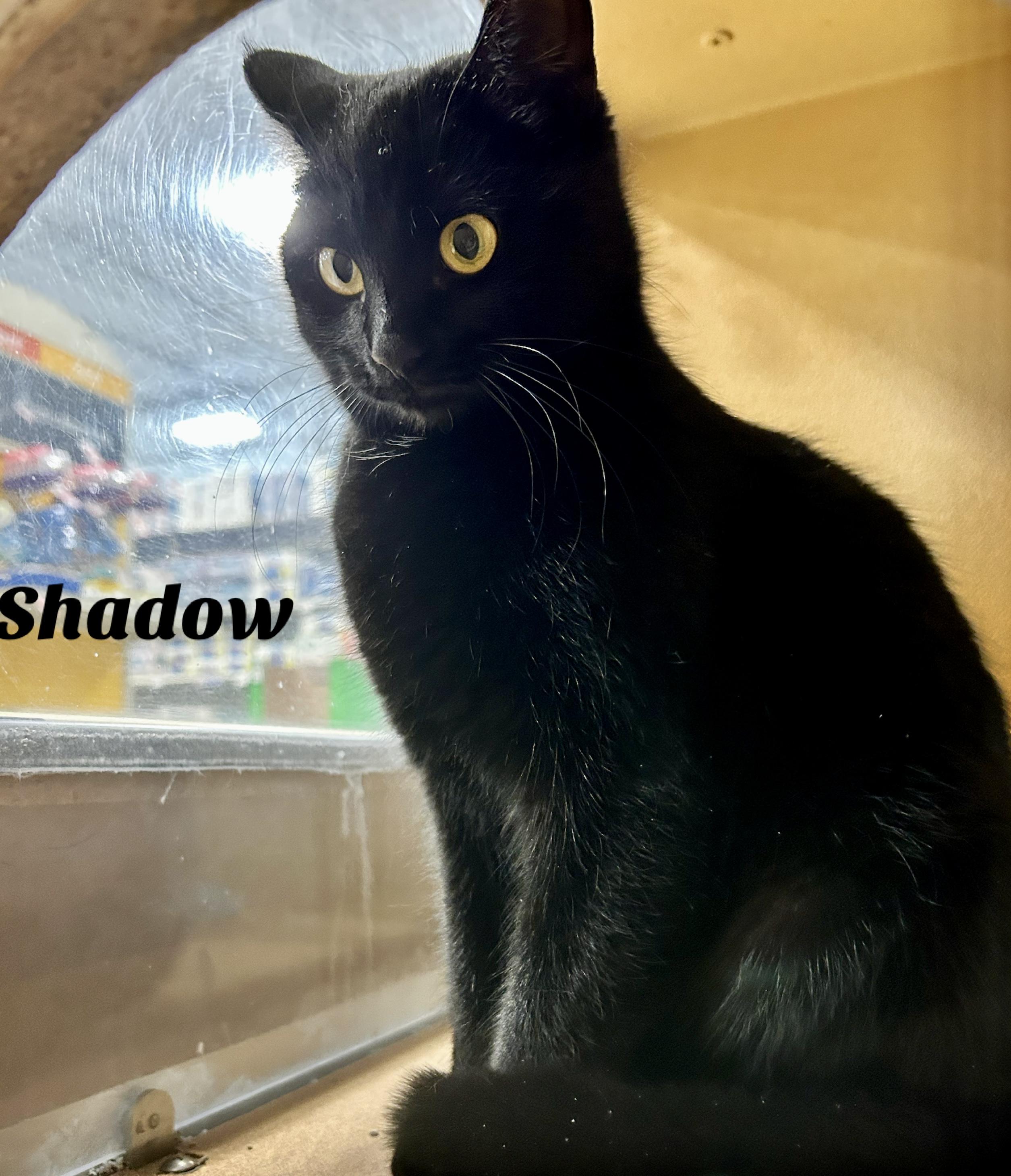 Enlarge Shadow , an adopted Domestic Short Hair in Owasso, OK image 1/1
