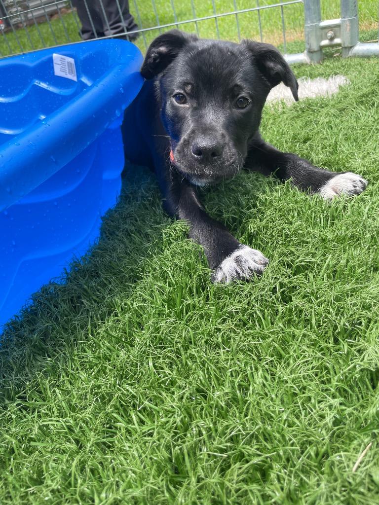 Patrick, Adoptable, Young Male Terrier.